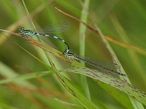 キタイトトンボ