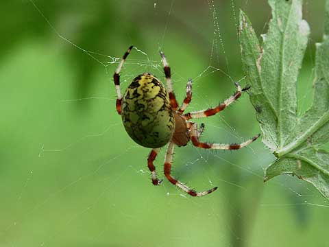 キバナオニグモ
