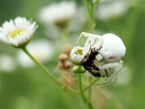 アズチグモの仲間