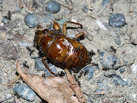 アリに襲われたセミの幼虫