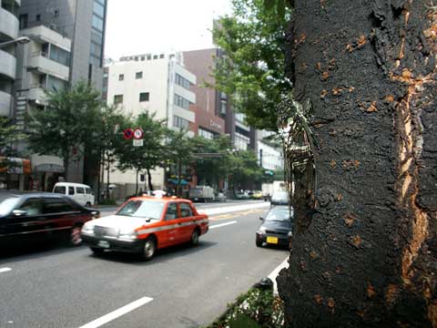 市ヶ谷のミンミンセミ