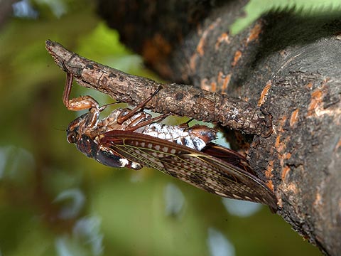 アブラゼミの産卵