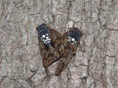 アブラゼミの交尾