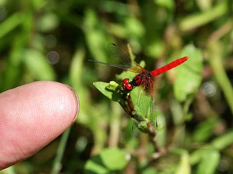 ハッチョウトンボの大きさ
