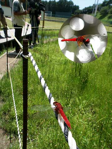 高速道路が作ったハッチョウトンボの生息地