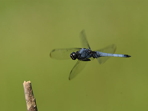 オオシオカラトンボ
