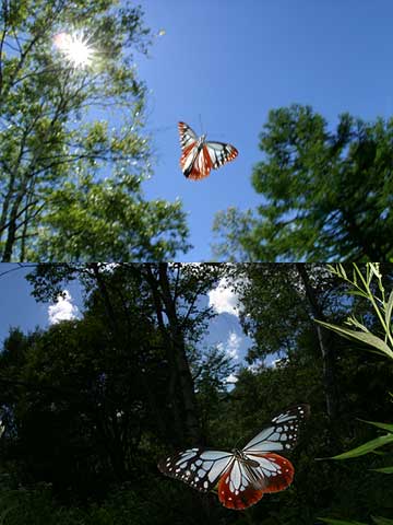 デジカメでの蝶の飛翔（アサギマダラ）