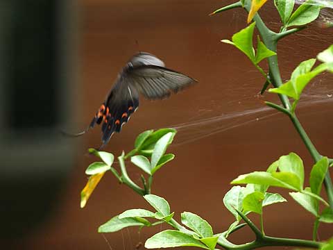 庭に産卵に来たオナガアゲハ