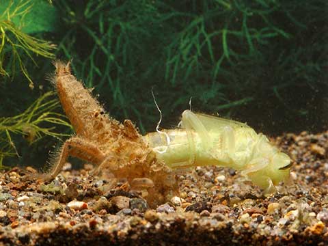 シオカラトンボの幼虫の脱皮