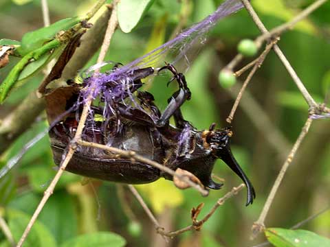 あるカブトムシの死
