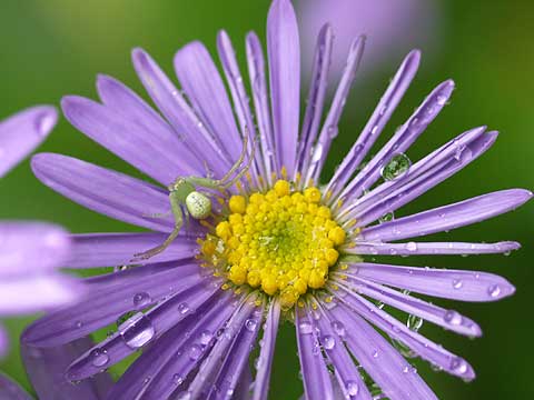 アスターコリアナとハナグモ