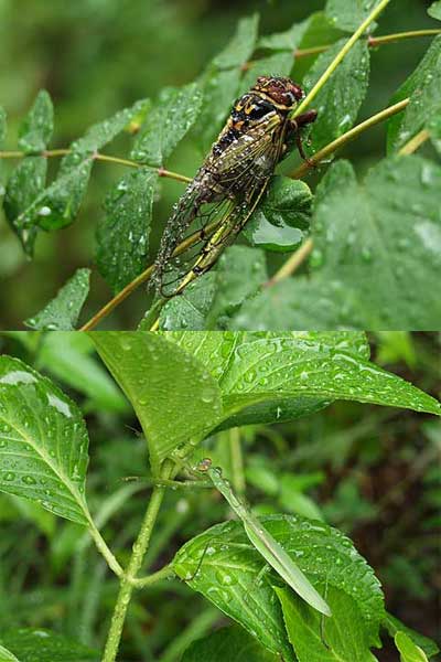 雨の中の虫たち
