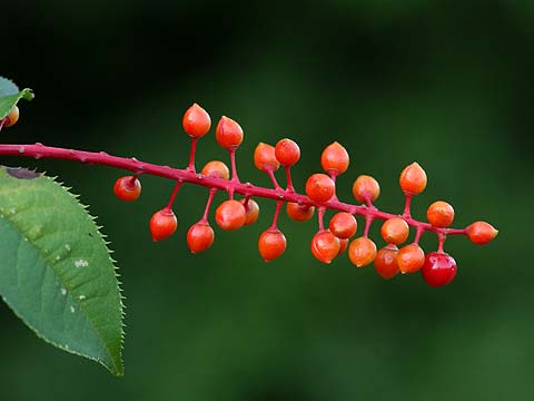 ウワミズザクラ