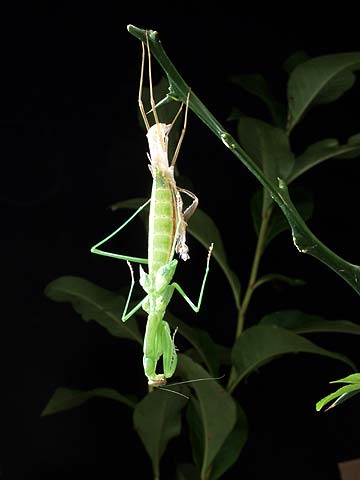 オオカマキリの羽化