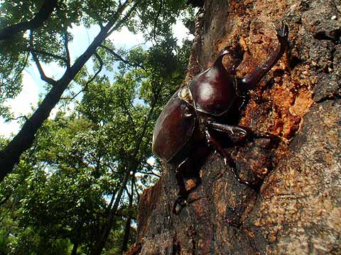 カブトムシ