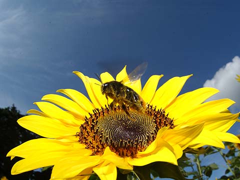 ヒマワリとマルハナバチ