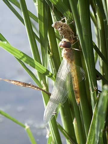 ウスバキトンボの羽化