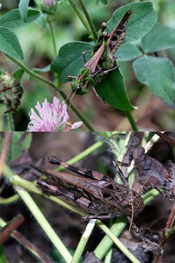 クルマバッタモドキ