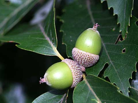 コナラのドングリ