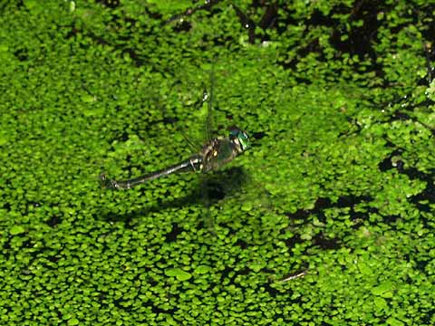 エゾトンボの産卵