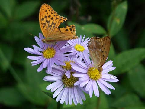 帰ってきたメスグロヒョウモン