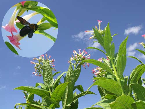 タバコの花とクマバチ
