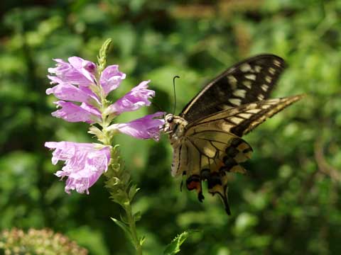 カクトラノオにきたキアゲハ
