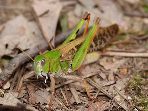 鳴くトノサマバッタ