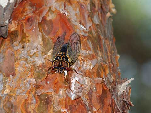 逆さにとまって鳴くエゾゼミ