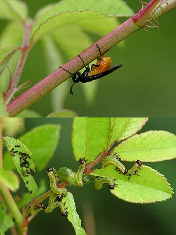 チュウレンジハバチ