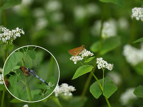 ソバ畑のトンボ