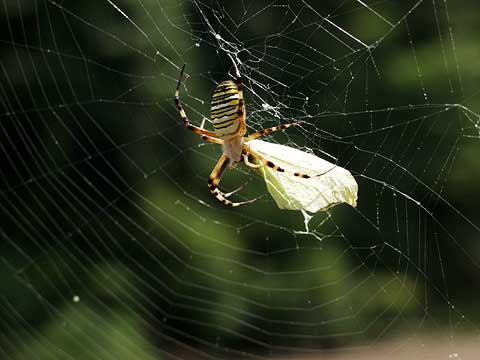 クモにつかまったスジボソヤマキチョウ