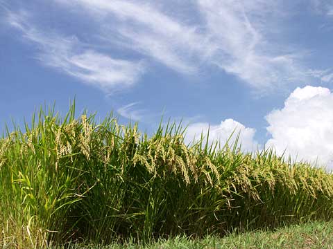夏と秋のおしくらっまんじゅう