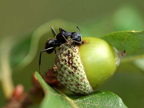 ドングリから汁を吸うクロオオアリ
