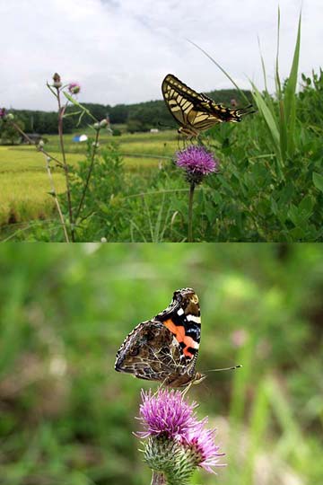 秋の花と蝶（ノハラアザミ）