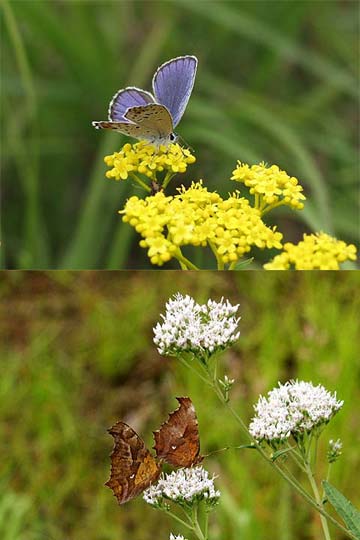 秋の花と蝶（サワヒヨドリ、オミナエシ）