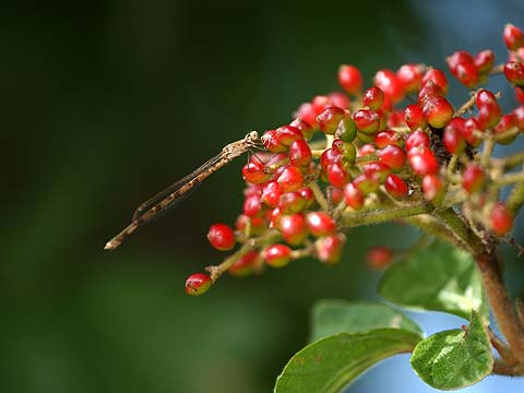 ガマズミの実とホソミオツネントンボ