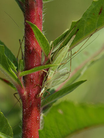 カンタンの交尾