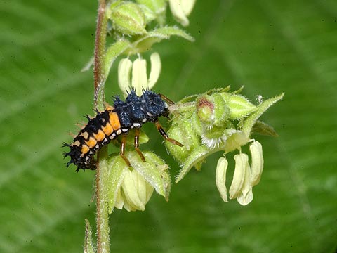 テントウムシの幼虫