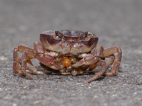 子持ちのサワガニ