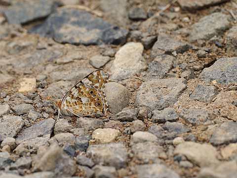 ヒメアカタテハ