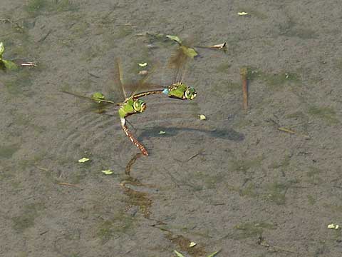 ギンヤンマの産卵