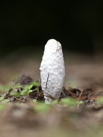 真っ白なキノコ