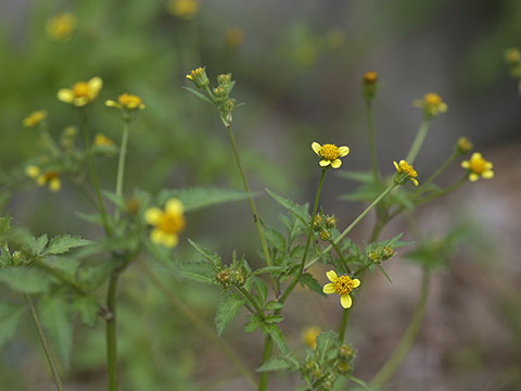 センダングサの花