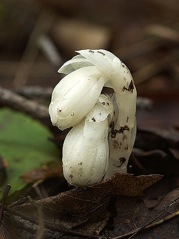 アキノギンリョウソウ