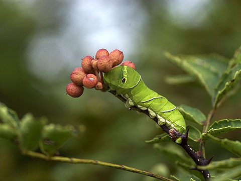 アゲハの幼虫