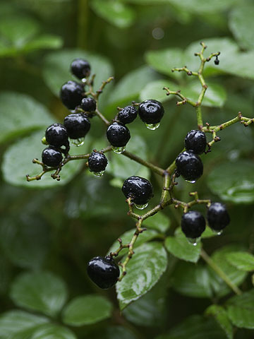 ヤブガラシの実