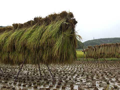 雨にぬれる稲穂