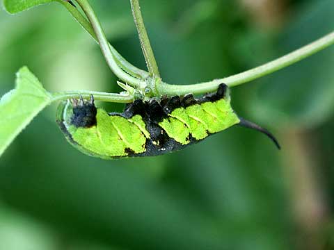 ホウジャクの幼虫