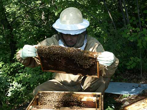 ミツバチの巣箱